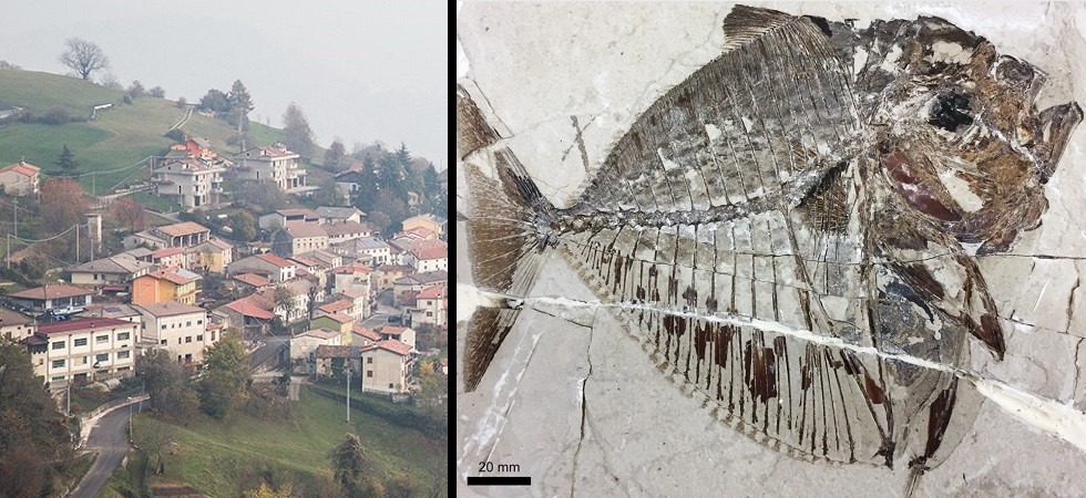 Dalla montagna spunta il fossile di un pesce luna di 48 milioni di anni fa: “Qui c’era un mare tropicale”